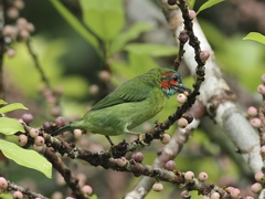 Psilopogon duvaucelii