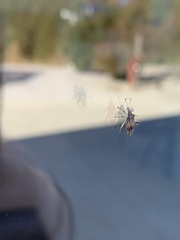 Harmostes fraterculus