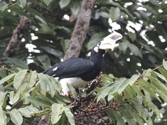 Anthracoceros albirostris