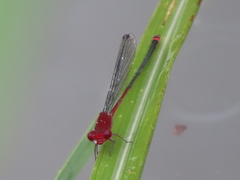 Pseudagrion pilidorsum