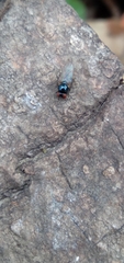 Lonchaea
