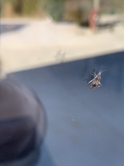 Harmostes fraterculus