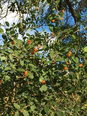 Celtis pallida