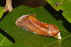 Gonodonta fulvangula