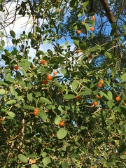 Celtis pallida