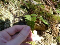 Polypodium appalachianum