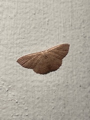 Cyclophora