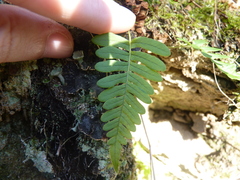 Polypodium appalachianum