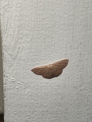 Cyclophora