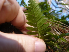 Polypodium appalachianum