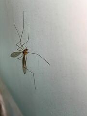 Trichocera