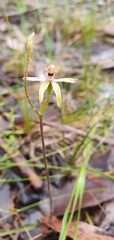 Caladenia transitoria