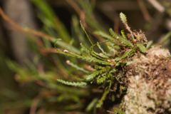 Cochlidium serrulatum