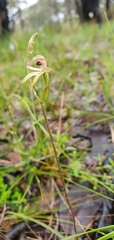 Caladenia transitoria