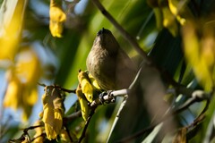 Anthornis melanura melanura