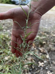 Croptilon divaricatum