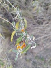 Buddleja mendozensis