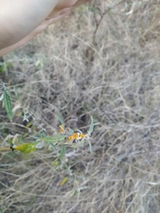 Buddleja mendozensis