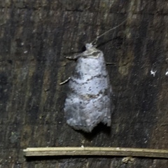 Hyperstrotia pervertens