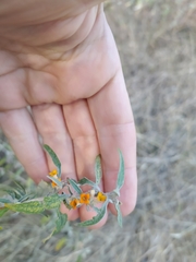 Buddleja mendozensis