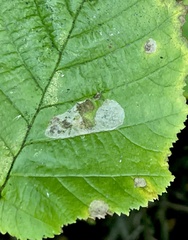 Phyllonorycter coryli
