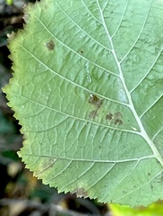 Phyllonorycter coryli