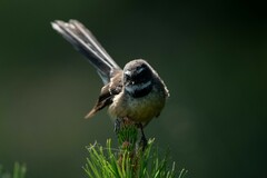 Rhipidura fuliginosa fuliginosa