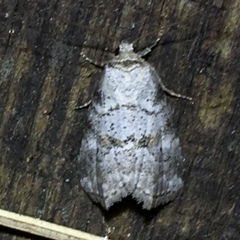 Hyperstrotia pervertens