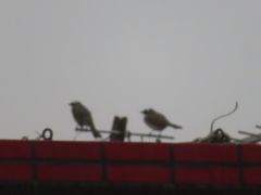 Pycnonotus sinensis formosae