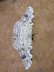 Thysania agrippina