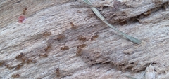 Lasius