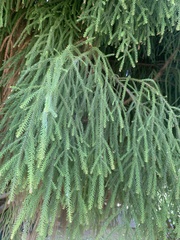 Dacrydium cupressinum