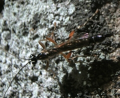 Pimplinae