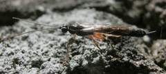 Pimplinae