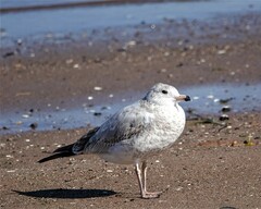 Larus delawarensis