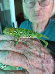 Chamaeleo dilepis