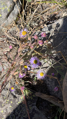 Erigeron divergens