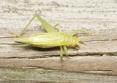 Cyrtoxipha