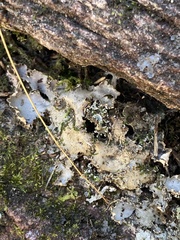 Peltigera leucophlebia