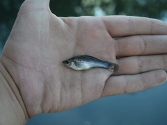 Poecilia latipinna