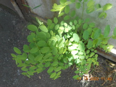 Phyllanthus reticulatus