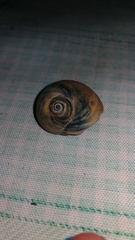 Neverita duplicata