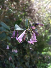 Rhaphithamnus spinosus