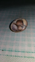 Neverita duplicata