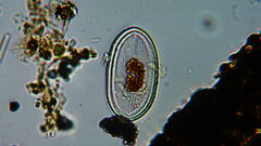 Bacillariophyceae