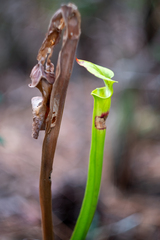 Sarracenia flava