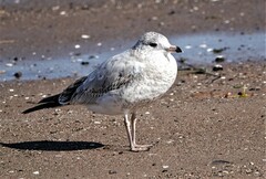 Larus delawarensis