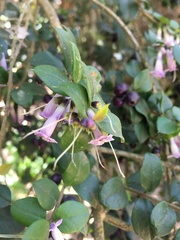 Rhaphithamnus spinosus