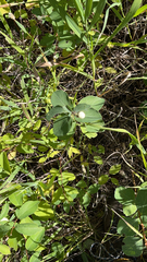 Symphoricarpos