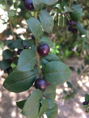 Rhaphithamnus spinosus